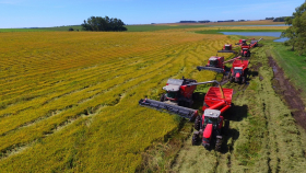 Россия преодолела новый рубеж по сбору риса